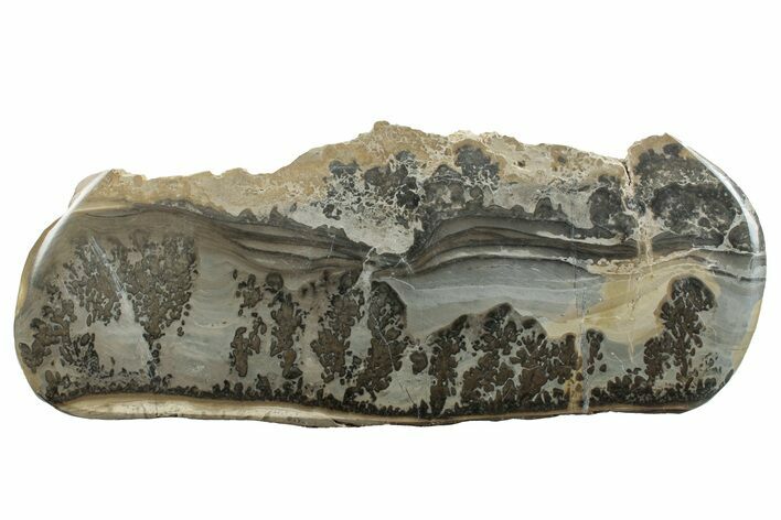 Triassic Aged Stromatolite Fossil - England #256788